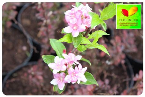 Купить Вейгела Розеа Weigela Rosea - в питомнике Флорини