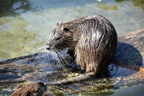 Beaver Vs Muskrat 5 Differences And How To Tell Them Apart