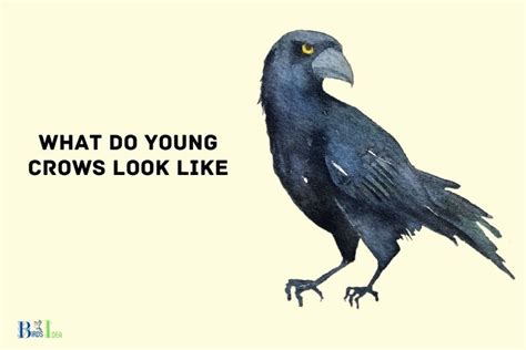 What Do Young Crows Look Like? Gray Eyes!