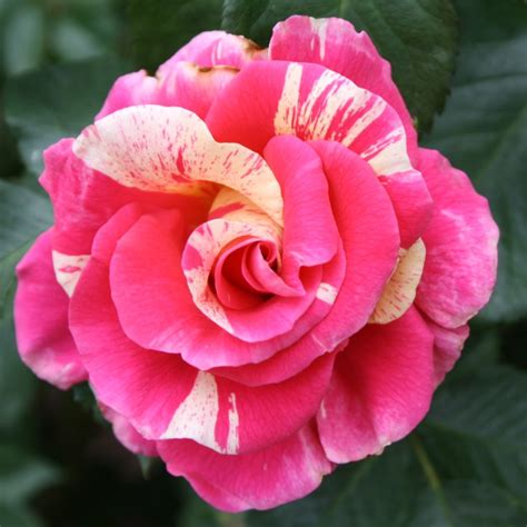 Candy Land – Karin Schade – Stauden und Rosen