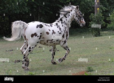 Cheval Appaloosa Banque Dimage Et Photos Alamy