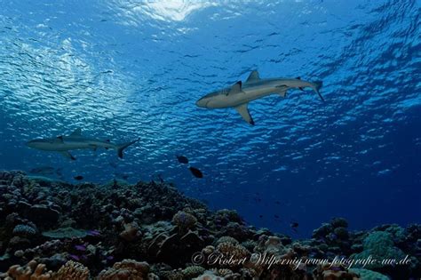 Bikini Atoll And The Marshall Islands Master Liveaboards