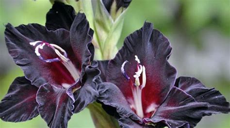 Черные гладиолусы (22 фото): описание «Черного принца» и «Черного ...