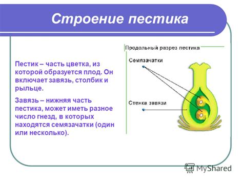 Презентация на тему: "Строение цветка Они прекраснее всего что нам дает ...
