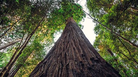 These Giants Are the 7 Tallest Trees in the World | HowStuffWorks