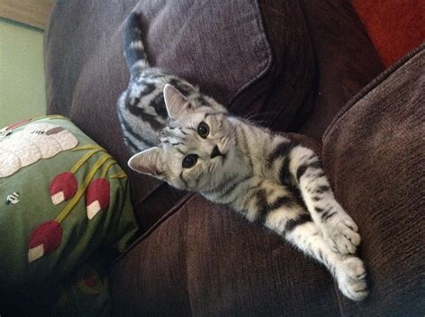 British Shorthair - Tabby | Cats | Breed Information | Omlet