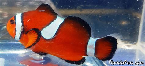 extreme misbar ocellaris clownfish floridapets