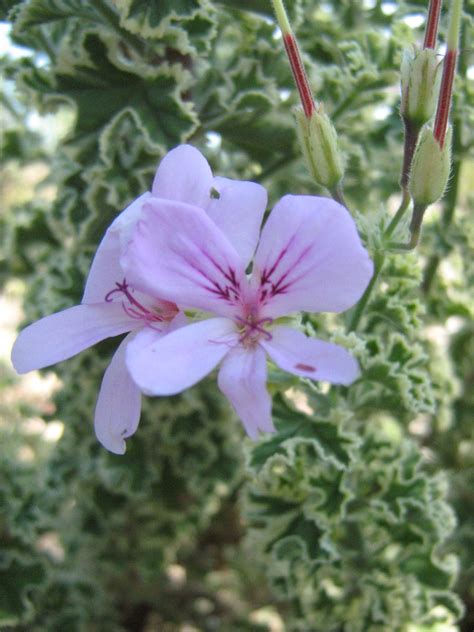 Pelargonium Crispum Variegatum In 68mm Super Tube Trigg Plants