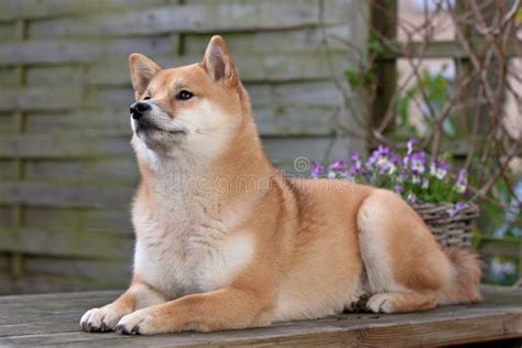 Shiba Inu Breed Profile