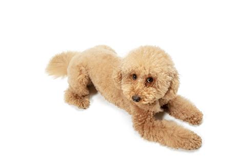 What Are Toy Poodles Allergic To