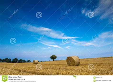 Stubble Field With Straw Bales Stock Photo Image Of Outdoors Bales