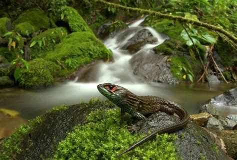 51 años de conservación El legado del Parque Nacional del Manu