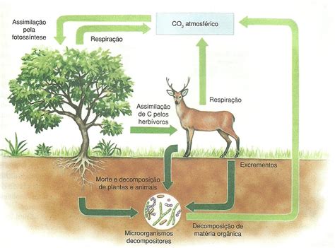 Aulas De Biologia Ciclo Do Carbono