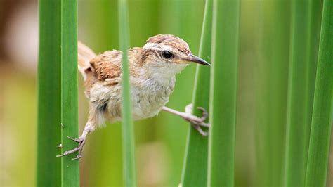 Guide for bird watching in Peru: Updated guide 2022 | Blog Machu Travel ...