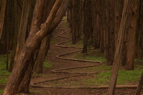 The Wood Line Andy Goldsworthy