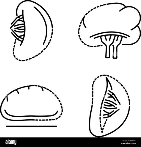 Spleen Icon Set Outline Style Stock Vector Image And Art Alamy