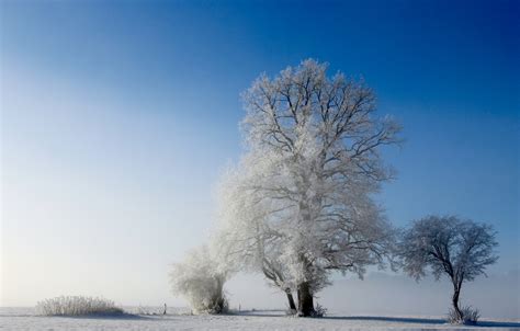 Free Images Landscape Tree Nature Branch Snow Cold Winter