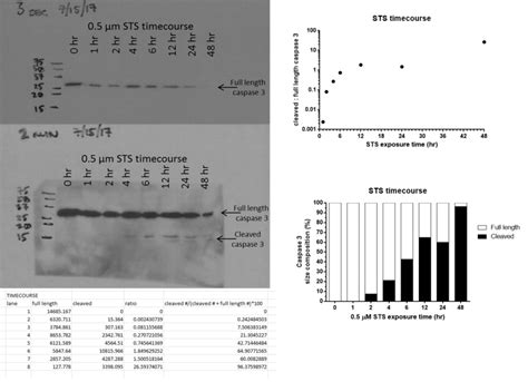 How To Compare Ratios Of Proteins With Different Exposure Times