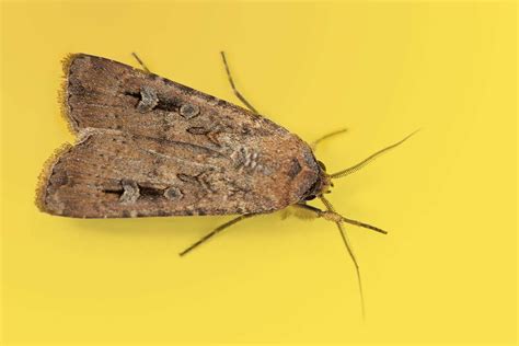 Moths Fly 1000 Kilometres With Earths Magnetic Field As A Guide New