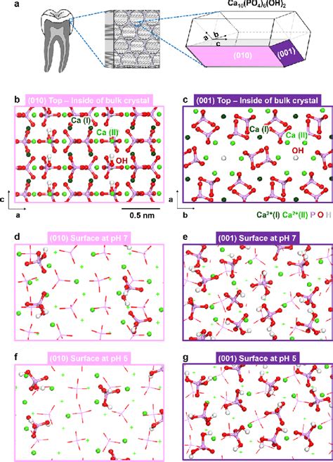 Structural Details Of Hydroxyapatite Hap A Structural Relation