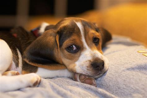 Pocket Beagle Your Complete Guide To The Most Cutest Dog Breed