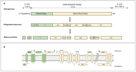 Tick-Borne Encephalitis : From Tick To Pathology – PCETSK