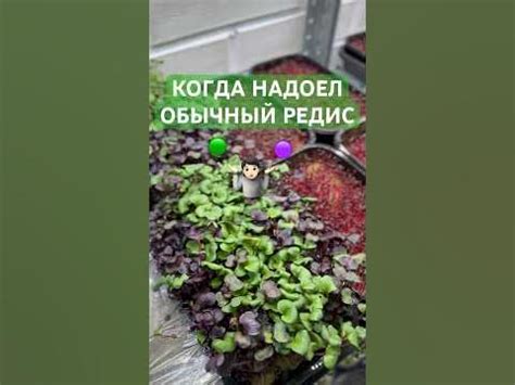 Микрозелень редиса «Ред Корал» и «Санго». Миксы. #микрозелень - YouTube