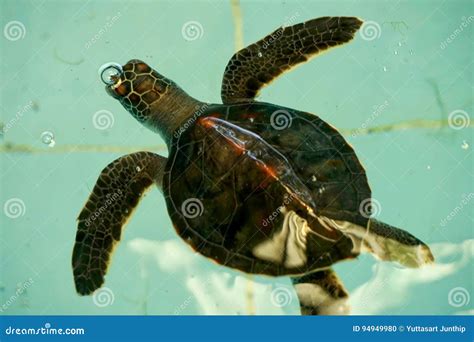 Injury Turtle stock photo. Image of death, marine, danger - 94949980