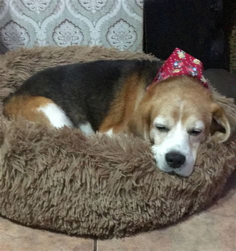 My dog has renal failure and pancreatitis and just won't eat his medicinal food : AskVet