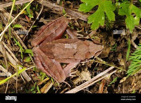 Grenouille Agile Ressort De La Grenouille Rana Dalmatina Assis Sur