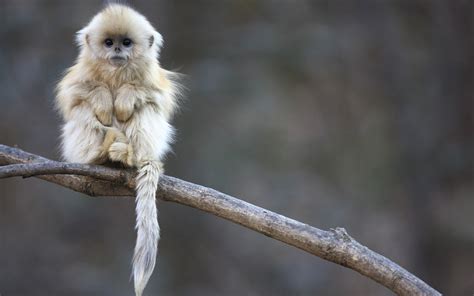 Japan Apes Animals Mammals Hd Wallpaper