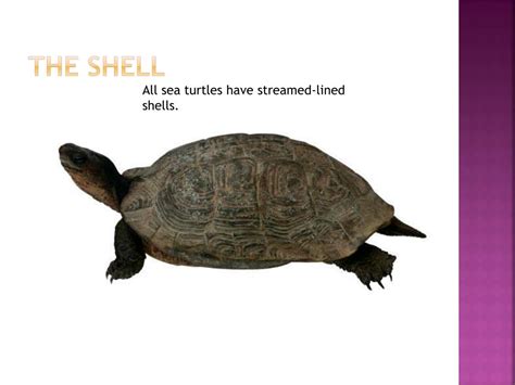 PPT - Sea Turtle Adaptations PowerPoint Presentation, free download ...