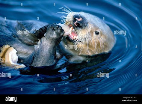 Sea Otter Enhydra Lutris Creates Healthier Kelp Forest By Eating