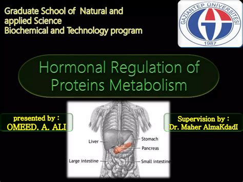 Hormonal Regulation Of Proteins Metabolism PPT