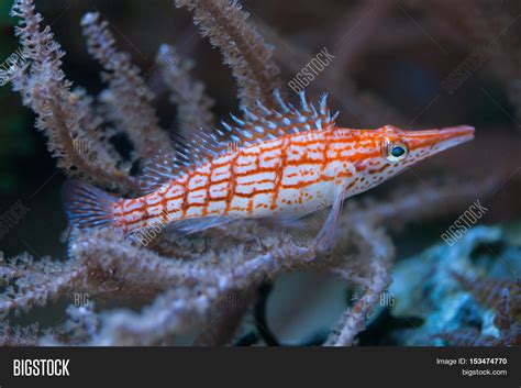 Longnose Hawkfish Image And Photo Free Trial Bigstock