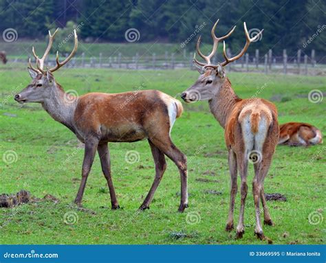 Two Deers Stock Image Image Of Deer Field Outdoor 33669595