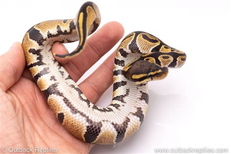 Normal Baby Ball Python