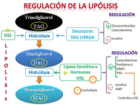 Lipolisis | Mind Map
