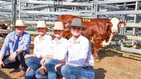 Ptic Heifer To Us Sire On Top At National Braford Sale Australian