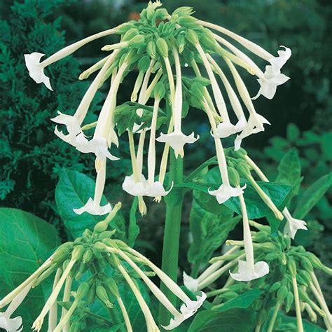 Unwins Nicotiana Sylvestris Only The Lonely Seeds - Flowers – Unwins UK