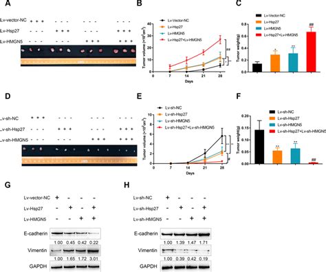 HMGN5 Interacts With Hsp27 To Modulate Tumor Growth In A Nude Mouse