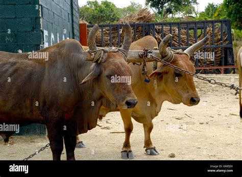 working ox  res stock photography  images alamy