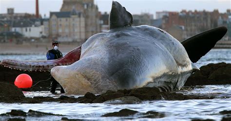 Carcass Of Washed Up Sperm Whale To Be Removed From Edinburgh Beach Daily Record