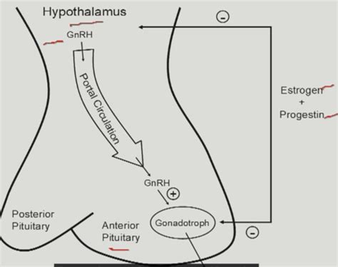 Sex Hormones And Gonadotropins Flashcards Quizlet