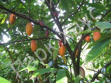 Шоколадное дерево, Какао 'Caribaea', саженцы, купить, Theobroma cacao ...