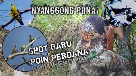 Wow Spot Langka Berburu Burung Punai Spot Baru Bersama Ka² Poin