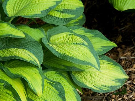 Pauls Glory Hosta