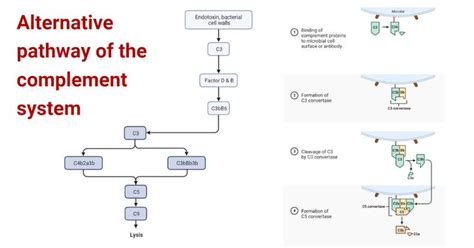 Alternative Pathway Of The Complement System In 2022 Complement