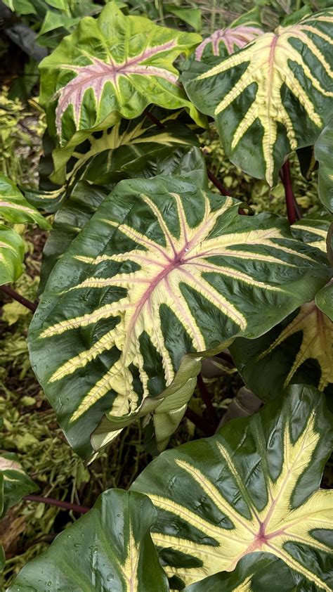 WK38.24 Colocasia Waikiki (13) - PlantHaven International