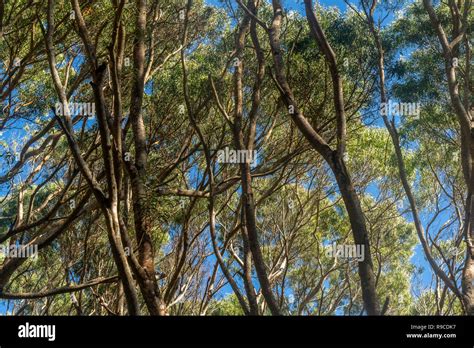 Koa Tree Hi Res Stock Photography And Images Alamy